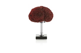 Coastal Coral