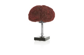 Coastal Coral