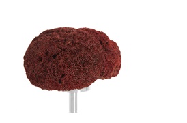 Coastal Coral