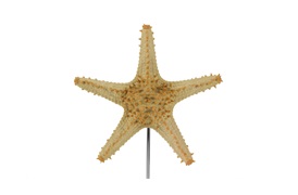 Starfish