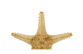 Starfish