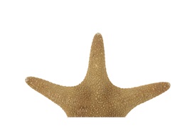 Starfish
