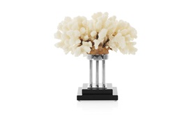 Coastal Coral 
