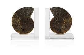 Ammonite Bookends