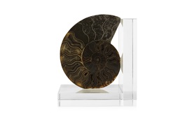 Ammonite Bookends