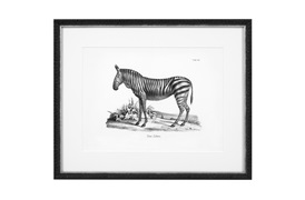 Historical Animals Print by Eichholtz (Set of 6) 