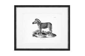 Historical Animals Print by Eichholtz (Set of 6) 