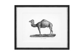 Historical Animals Print by Eichholtz (Set of 6) 