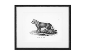 Historical Animals Print by Eichholtz (Set of 6) 
