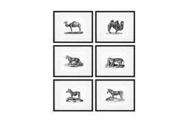 Historical Animals Print by Eichholtz (Set of 6) 