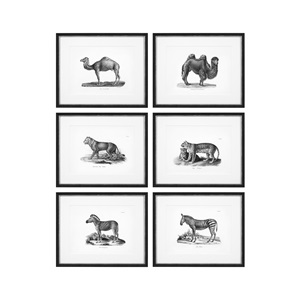 Historical Animals Print by Eichholtz (Set of 6) 
