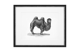 Historical Animals Print by Eichholtz (Set of 6) 