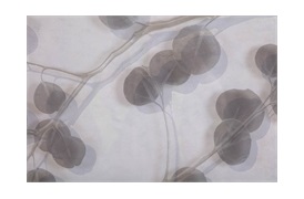 Eucalyptus III Wall Art