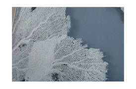 Sea Fan I Wall Art