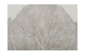 Sea Fan