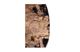 Fossil Side Table