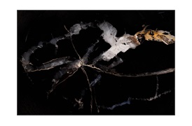 Natural Fossil