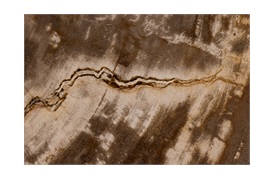 Natural Fossil