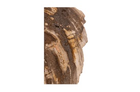 Natural Fossil