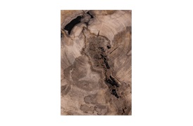 Natural Fossil