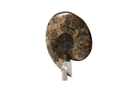 Coastal Ammonite