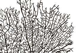 Limited Edition Coral Sculpture