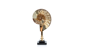 Coastal Ammonite