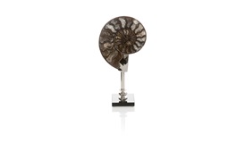 Coastal Ammonite