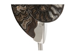 Coastal Ammonite