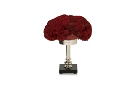 Coastal Coral