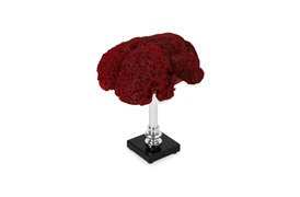 Coastal Coral