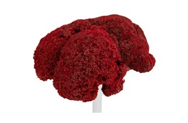 Coastal Coral