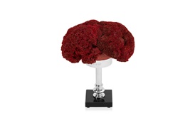 Coastal Coral