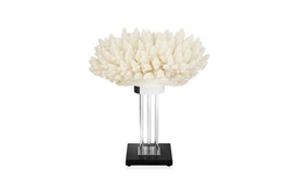 Coastal Coral 