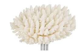 Coastal Coral 