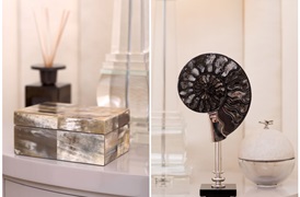 Coastal Ammonite