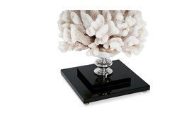 Cauliflower Coral