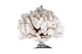 Cauliflower Coral