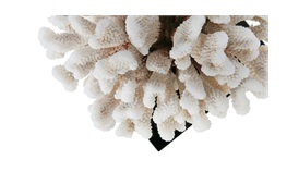 Cauliflower Coral