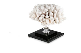 Cauliflower Coral