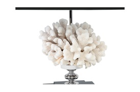 Cauliflower Coral