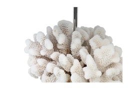 Cauliflower Coral