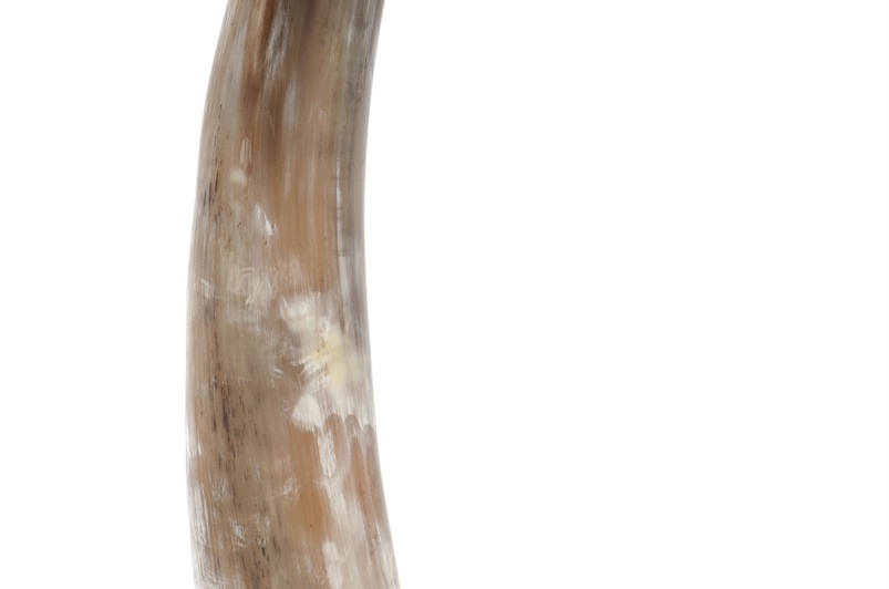 Horn/nickel finish/black base