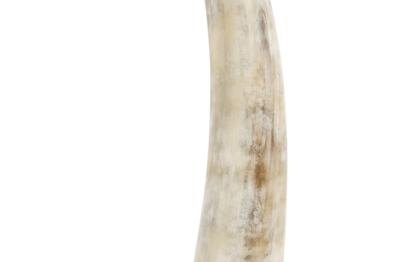 Horn/nickel finish/black base