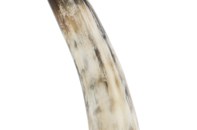 Horn/nickel finish/black base
