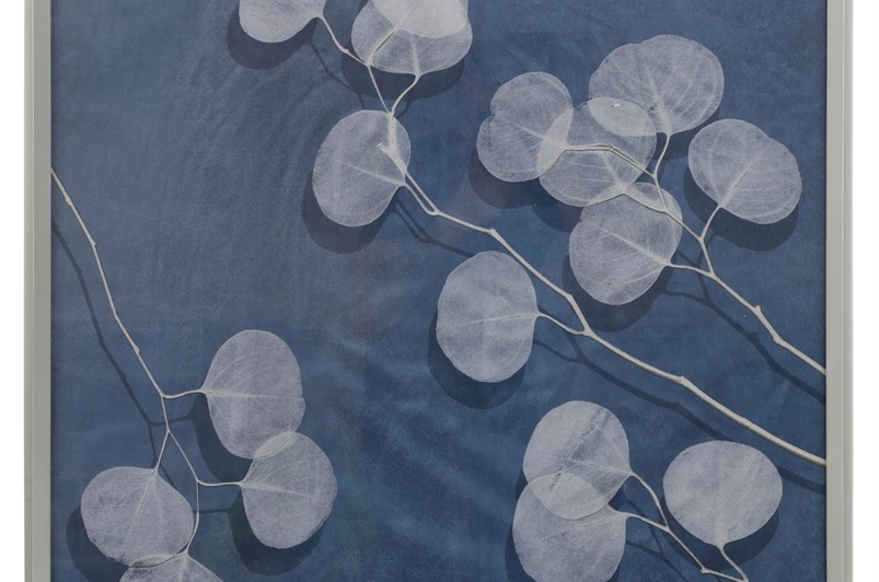 Eucalyptus II