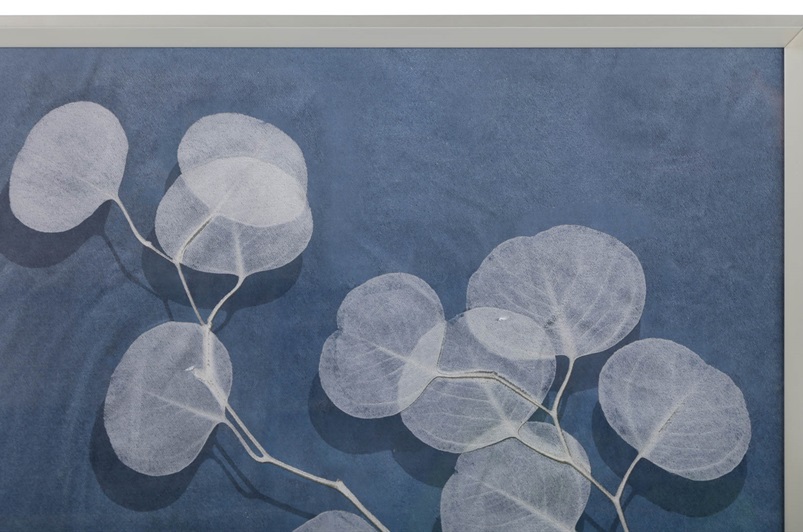 Eucalyptus II