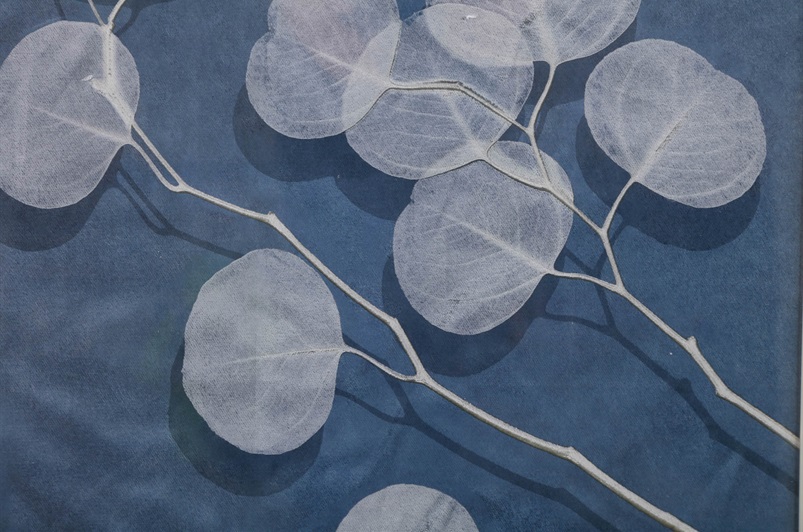 Eucalyptus II