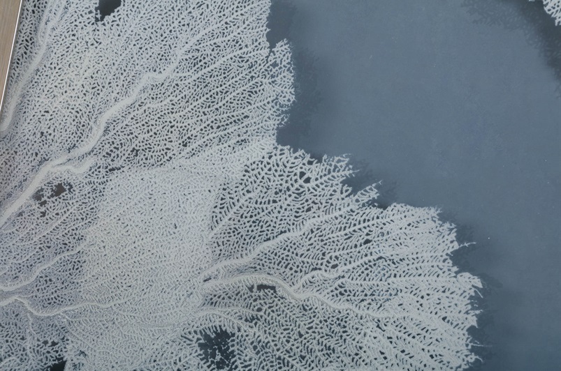 Sea Fan I